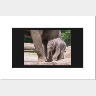 Baby elephant takes his first steps Posters and Art